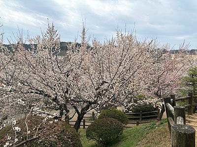 ��130��ǰ�ֿ�ͤ��ߤޤĤ�פ���븩��ͻԤ���ڱ�ǳ��Ť���Ƥ��ޤ���